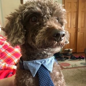 Meet your Posher, Zoey